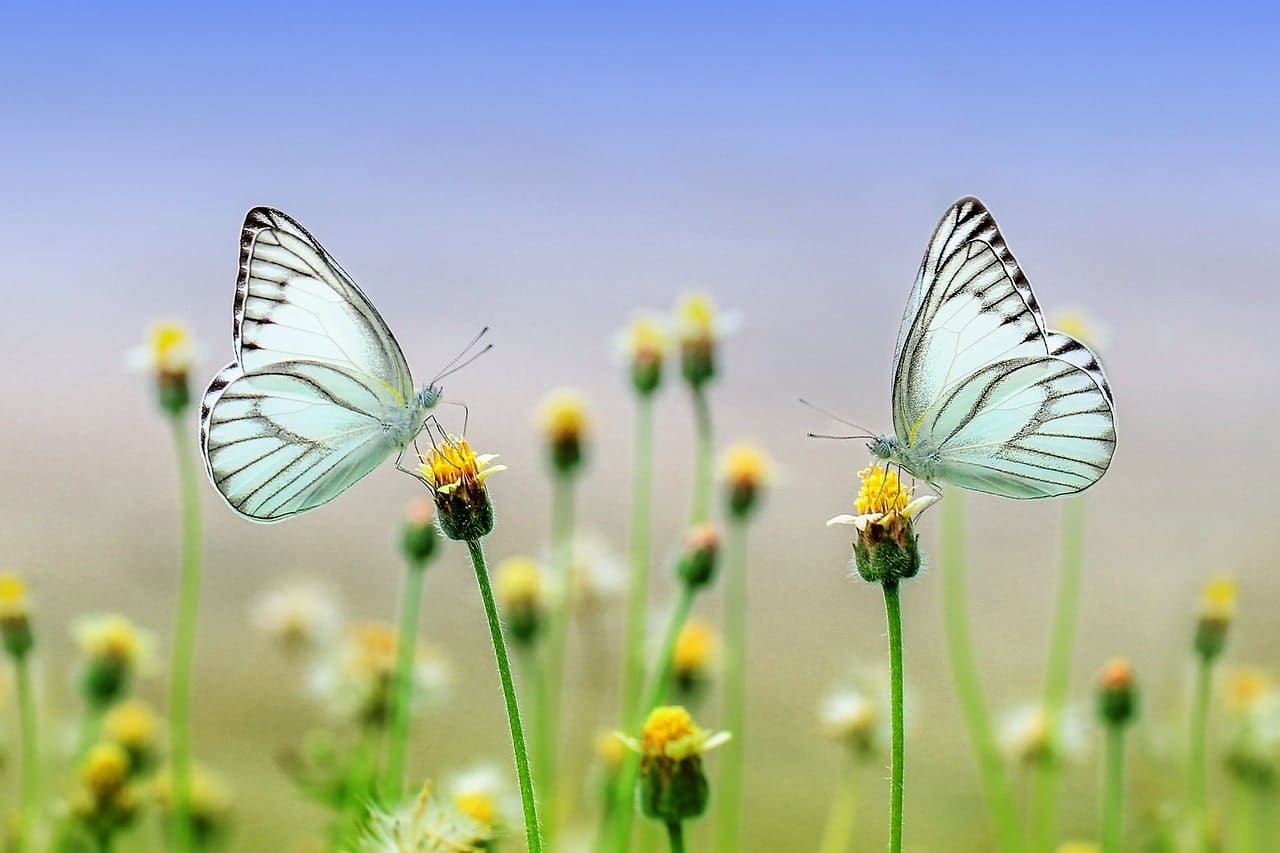 Préserver la nature grâce à la formation en développement durable